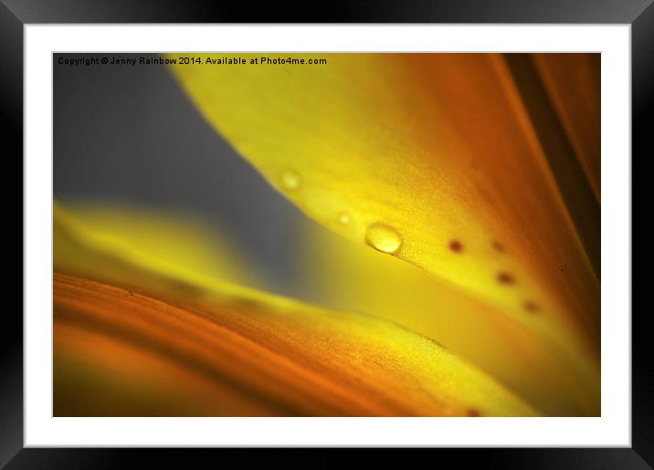  Enlightenment. Lily Macro  Framed Mounted Print by Jenny Rainbow
