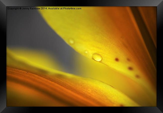 Enlightenment. Lily Macro  Framed Print by Jenny Rainbow
