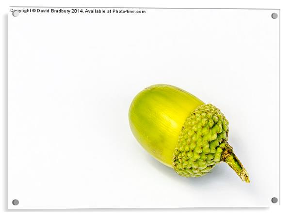  Green Acorn Acrylic by David Bradbury