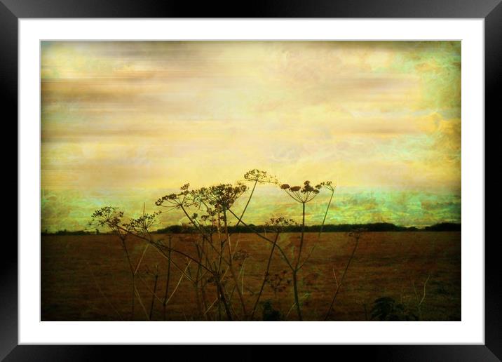  Meadowsweet. Framed Mounted Print by Heather Goodwin