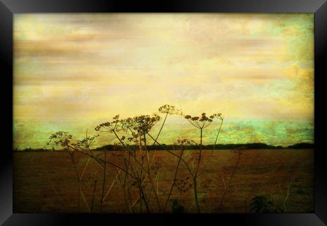  Meadowsweet. Framed Print by Heather Goodwin