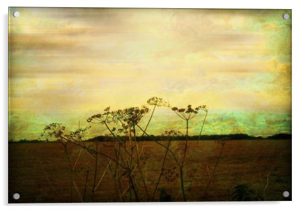  Meadowsweet. Acrylic by Heather Goodwin