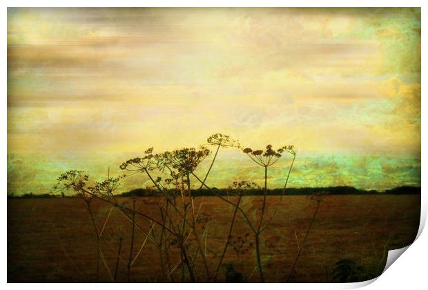  Meadowsweet. Print by Heather Goodwin