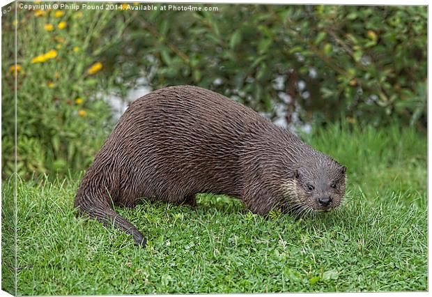  River Otter on a grassy bank Canvas Print by Philip Pound