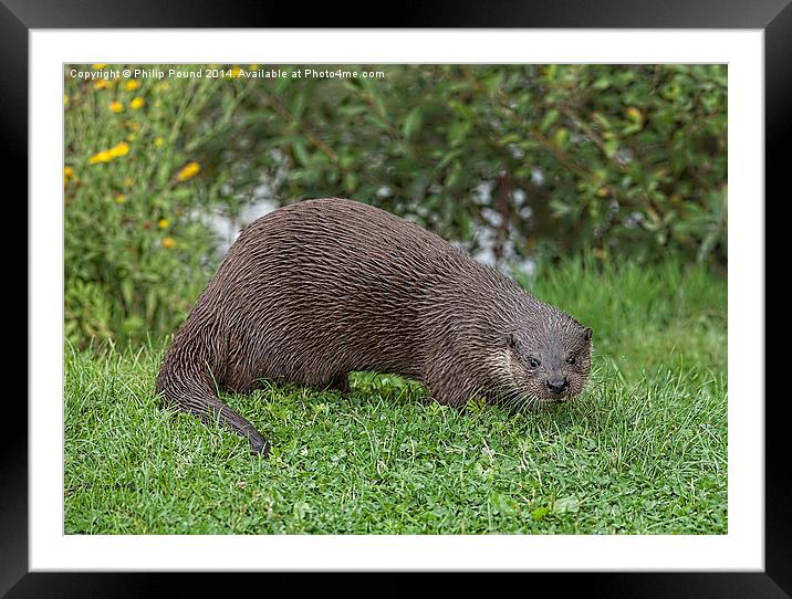  River Otter on a grassy bank Framed Mounted Print by Philip Pound