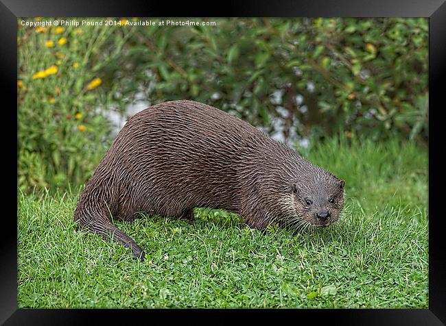  River Otter on a grassy bank Framed Print by Philip Pound