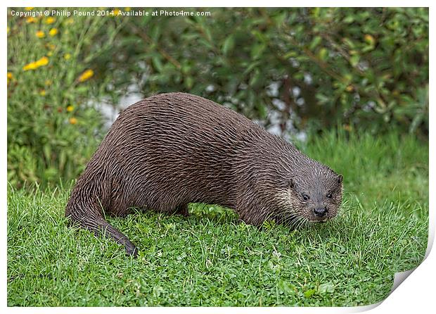  River Otter on a grassy bank Print by Philip Pound