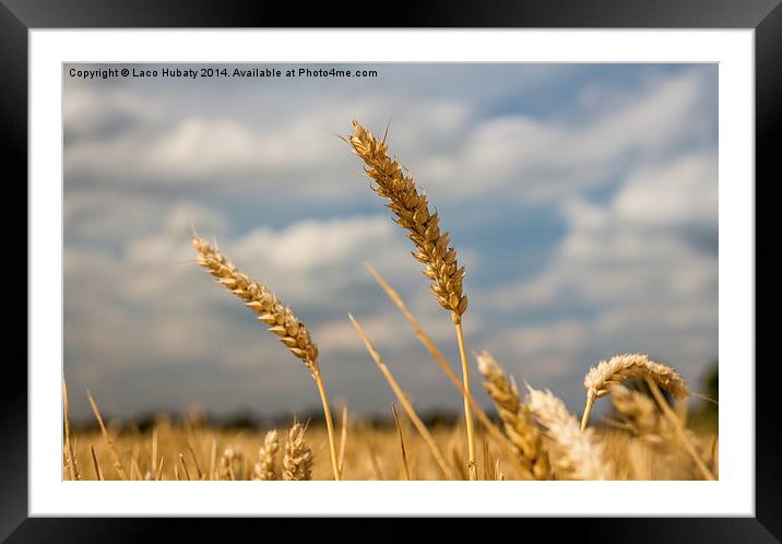 Wheat field Framed Mounted Print by Laco Hubaty