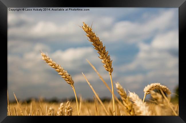 Wheat field Framed Print by Laco Hubaty