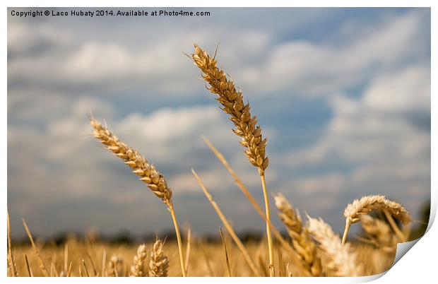 Wheat field Print by Laco Hubaty