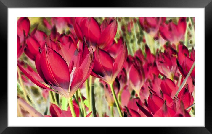  dreaming of tulips (hot pink) Framed Mounted Print by Heather Newton