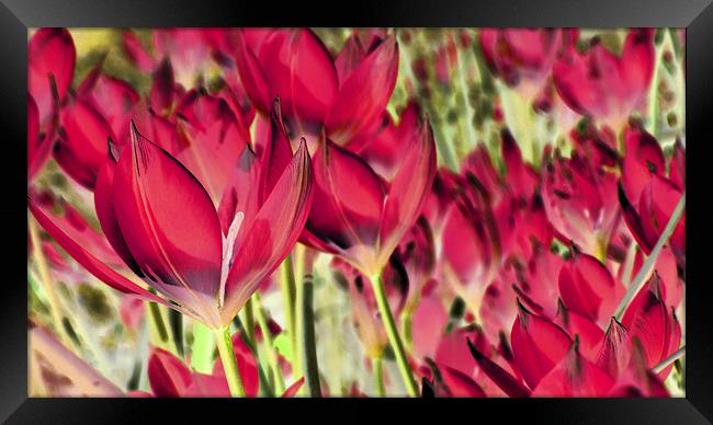  dreaming of tulips (hot pink) Framed Print by Heather Newton