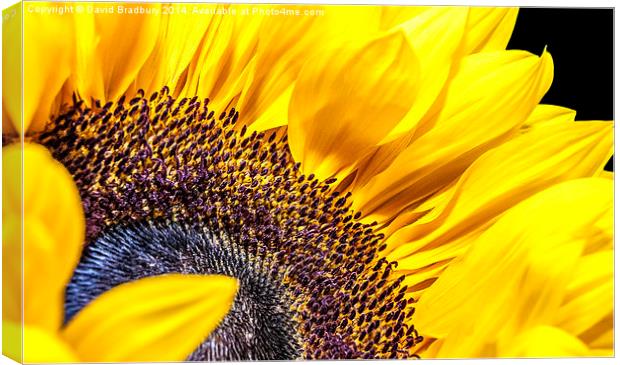  Sunflower Detail Canvas Print by David Bradbury