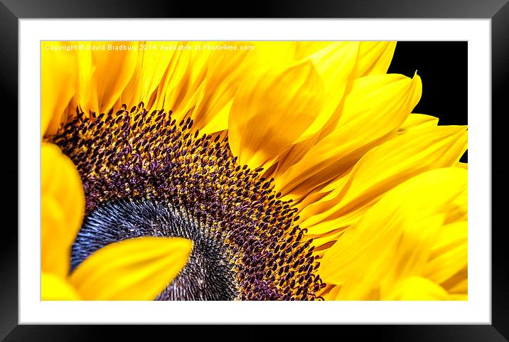  Sunflower Detail Framed Mounted Print by David Bradbury