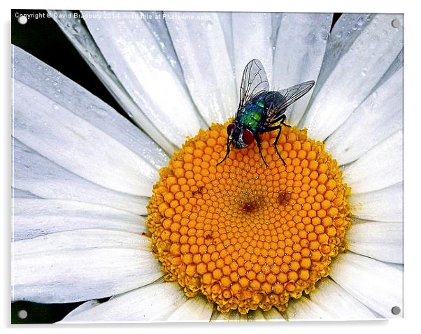  Fly on Daisy Acrylic by David Bradbury