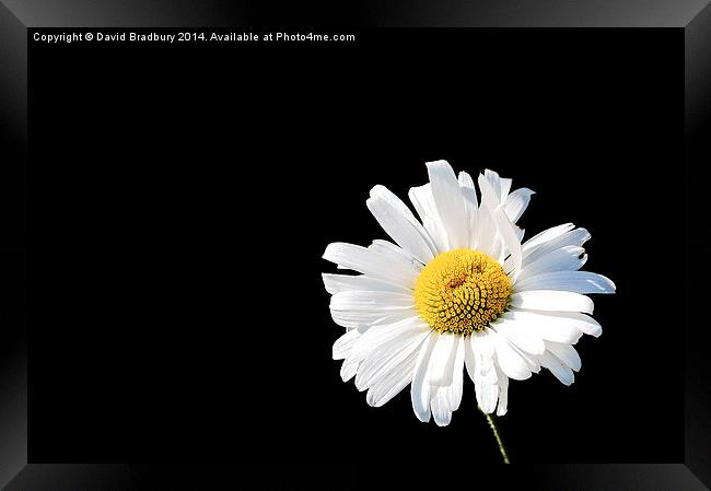  Daisy on Black Framed Print by David Bradbury