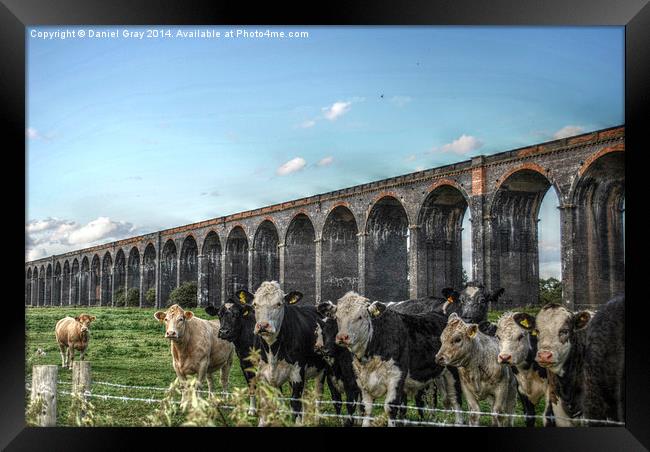  HDR Cows Under The Arches Framed Print by Daniel Gray