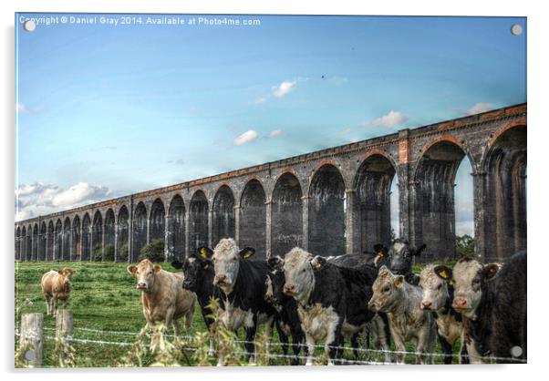  HDR Cows Under The Arches Acrylic by Daniel Gray