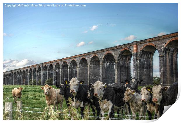  HDR Cows Under The Arches Print by Daniel Gray
