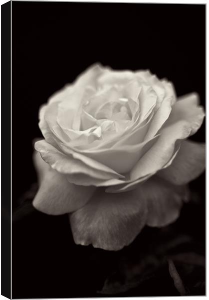Black and White Rose Canvas Print by Michelle Ellis
