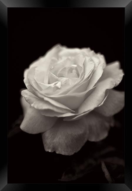 Black and White Rose Framed Print by Michelle Ellis
