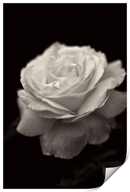 Black and White Rose Print by Michelle Ellis