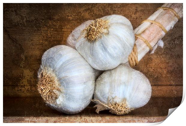  Garlic Bulbs Print by David Hare