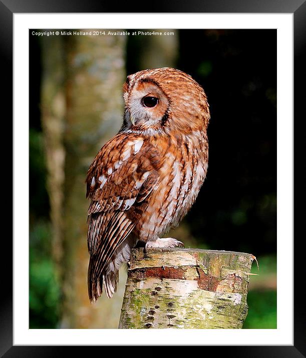  Tawny Owl Framed Mounted Print by Mick Holland