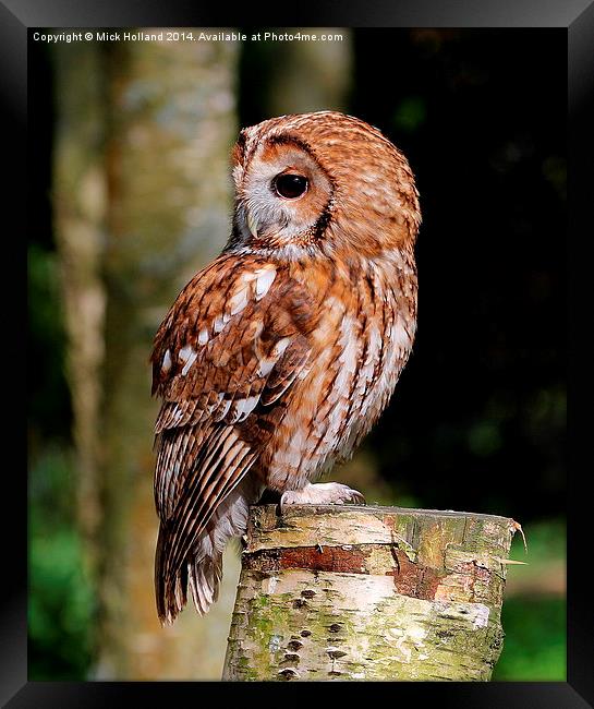  Tawny Owl Framed Print by Mick Holland