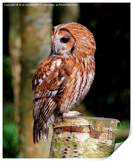  Tawny Owl Print by Mick Holland