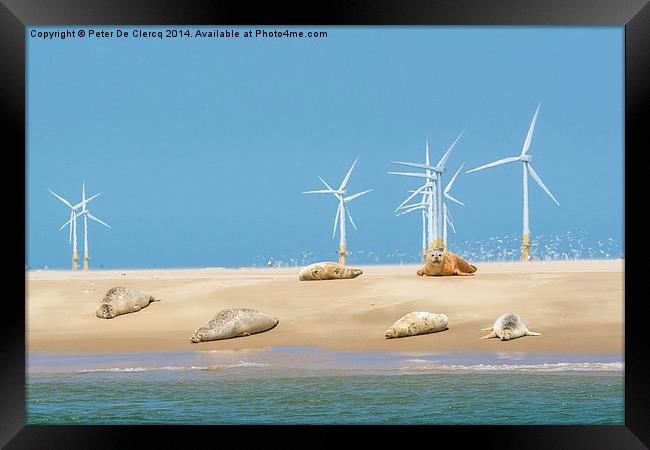  Seals at scroby sands Framed Print by Peter De Clercq