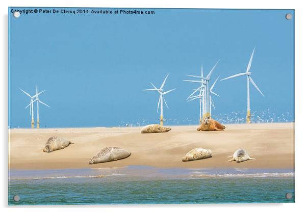  Seals at scroby sands Acrylic by Peter De Clercq