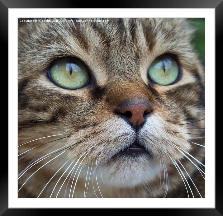  Tabby Framed Mounted Print by Michelle Orai