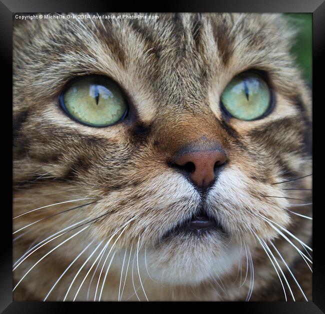  Tabby Framed Print by Michelle Orai