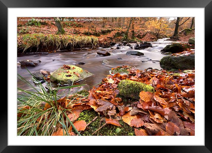  Roddlesworth Woods Stream In Autumn Framed Mounted Print by Gary Kenyon