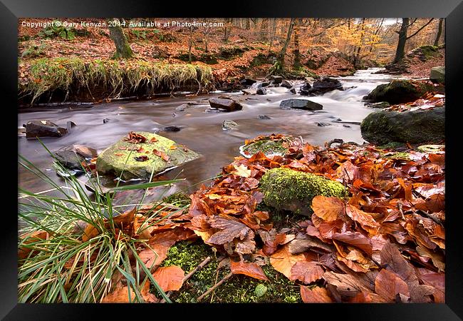  Roddlesworth Woods Stream In Autumn Framed Print by Gary Kenyon