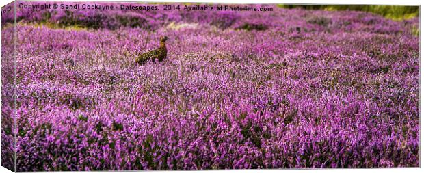  Dalescapes: Wild Grouse In Heather Canvas Print by Sandi-Cockayne ADPS