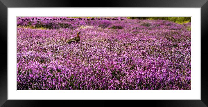  Dalescapes: Wild Grouse In Heather Framed Mounted Print by Sandi-Cockayne ADPS
