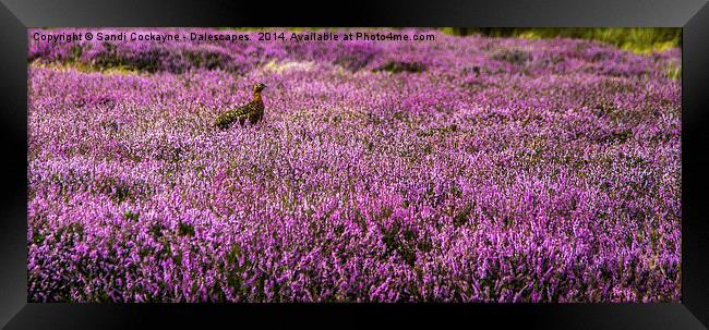  Dalescapes: Wild Grouse In Heather Framed Print by Sandi-Cockayne ADPS