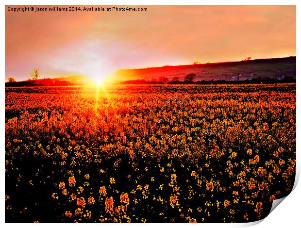  Rapeseed Flowers at Sunset Print by Jason Williams