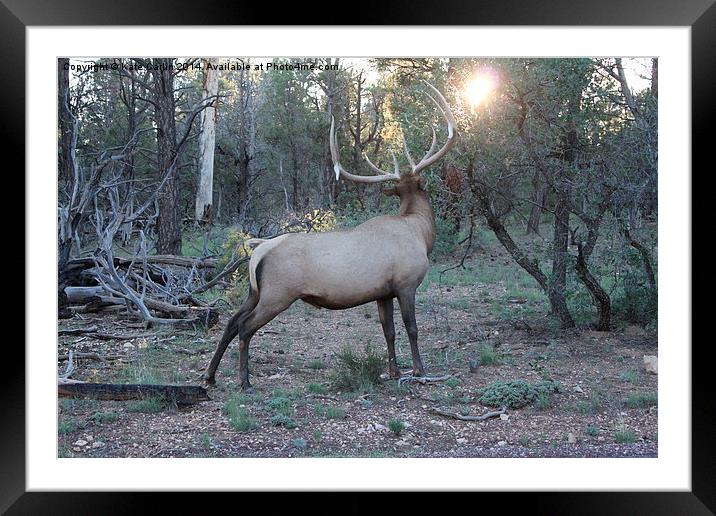 Elk Stares at the Sun Framed Mounted Print by Kitty 
