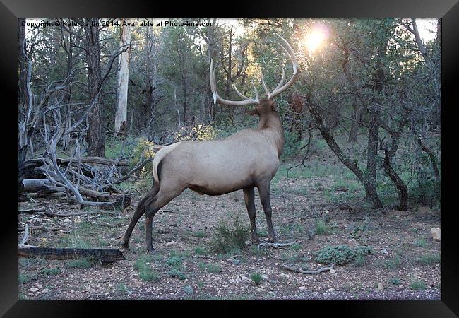  Elk Stares at the Sun Framed Print by Kitty 
