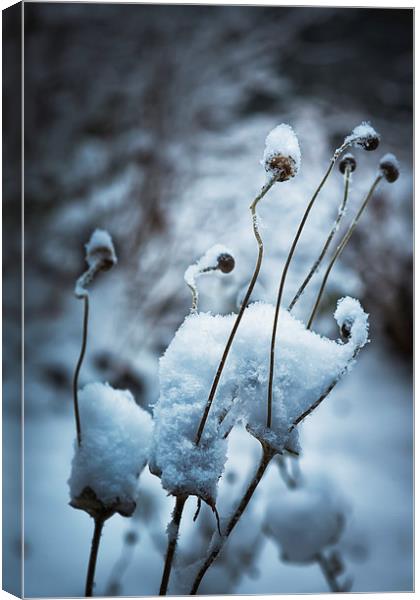 Snow Forms  Canvas Print by Belinda Greb