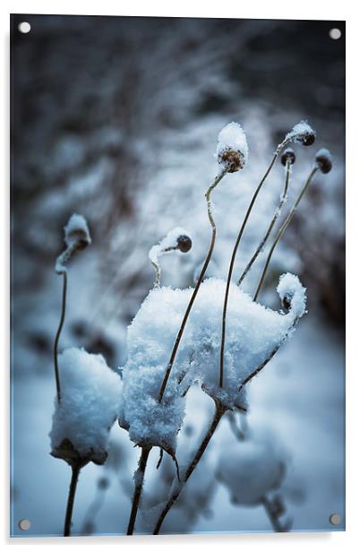 Snow Forms  Acrylic by Belinda Greb