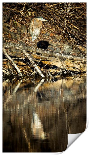  Great Blue Heron's Reflection Print by Belinda Greb