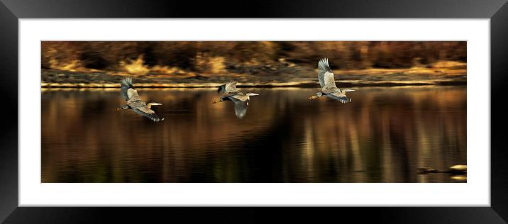  Impressions of a Heron's Flight Framed Mounted Print by Belinda Greb