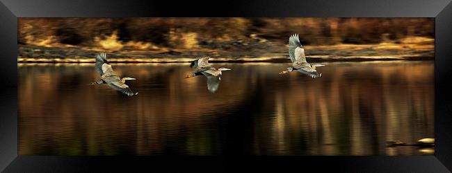  Impressions of a Heron's Flight Framed Print by Belinda Greb