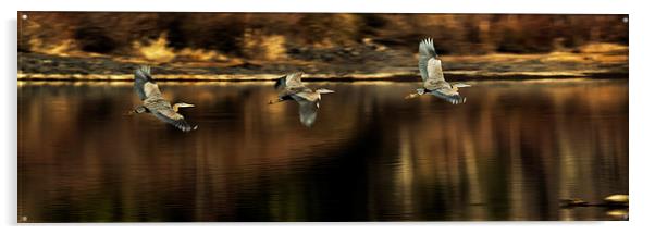  Impressions of a Heron's Flight Acrylic by Belinda Greb