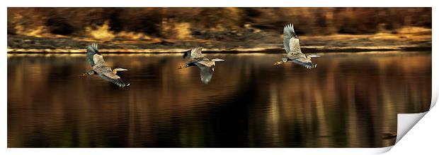  Impressions of a Heron's Flight Print by Belinda Greb