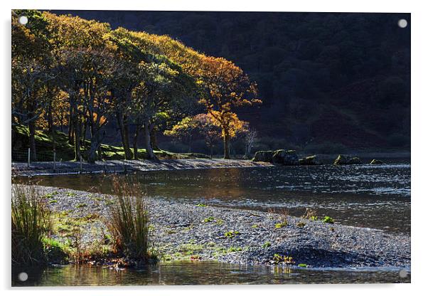  Backlit trees at Crummock Water Acrylic by Ian Duffield